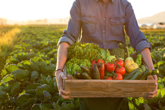 Ein Mann steht mit einer mit Gemüse vollgepackten Holzbox vor einem Feld.